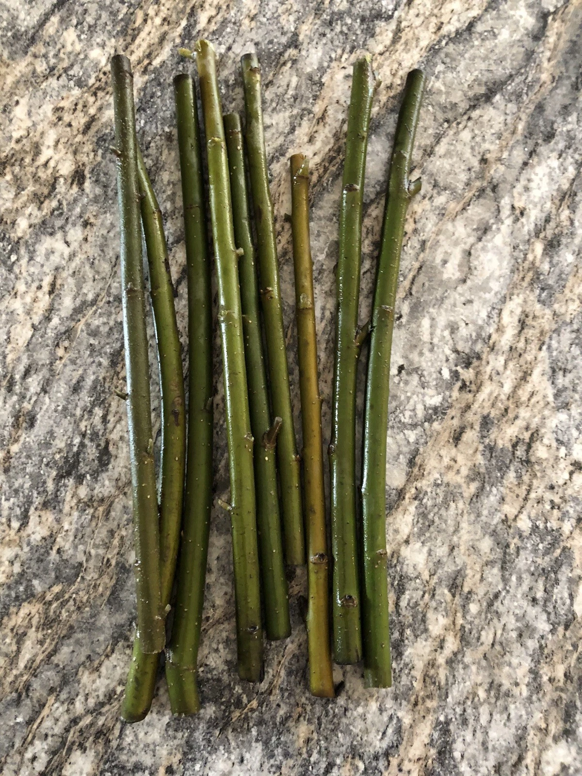 Austree Hybrid Willow Cuttings – 100 Unrooted Salix Cuttings for Rooting, Fast Growing Shade Tree