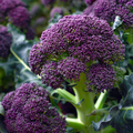 Purple Sprouting Broccoli Seeds – 150 Heirloom Brassica Oleracea Seeds for Early Winter Harvest