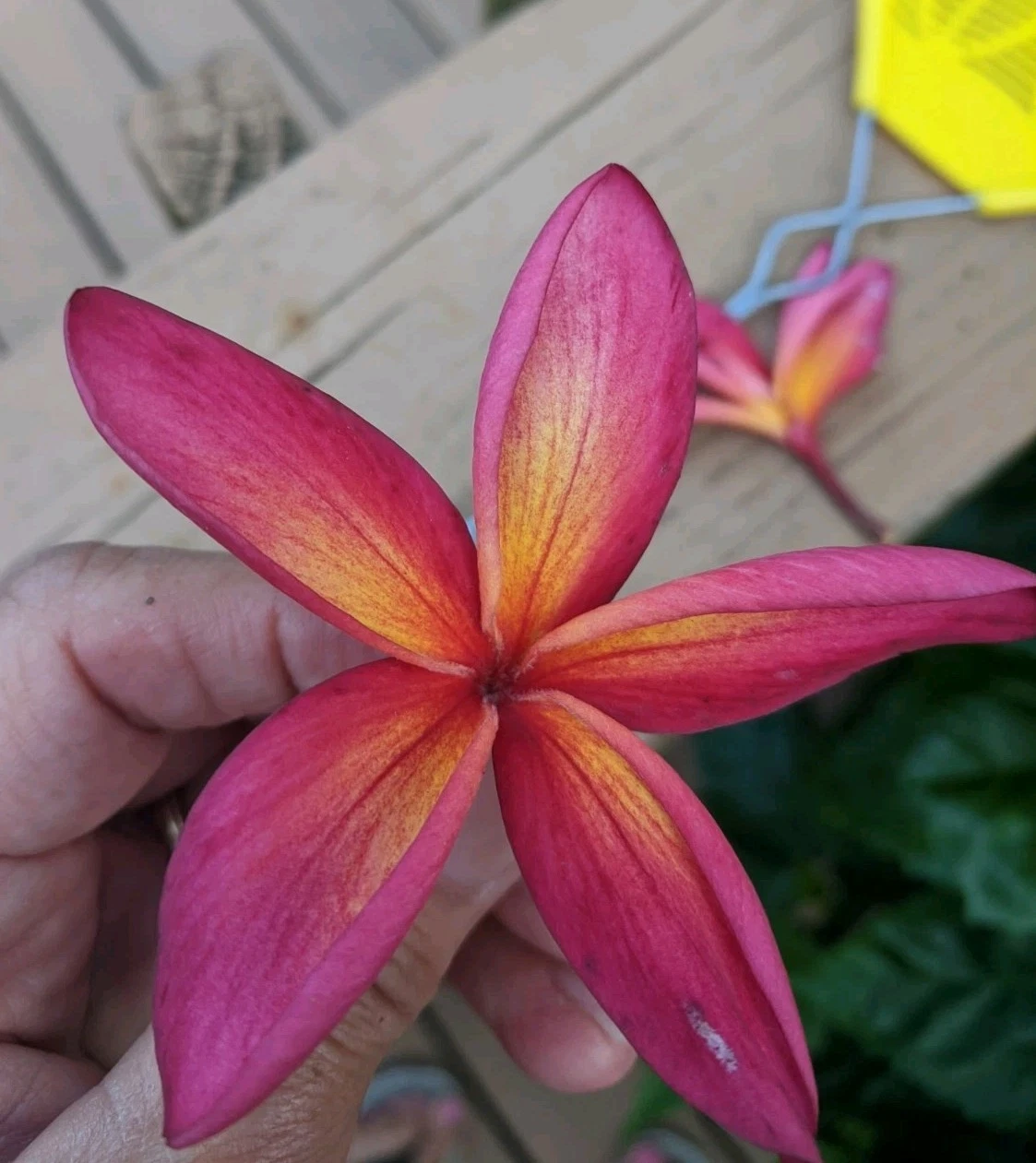 Pink and Yellow Plumeria Cuttings – 2 Fresh Unrooted Frangipani Starter Cuttings 13 Inch Plus