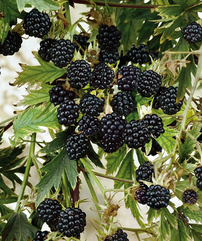 Natchez Thornless Blackberry Starter Plugs 3 Plants Rubus Fruit Shrub for Garden Planting