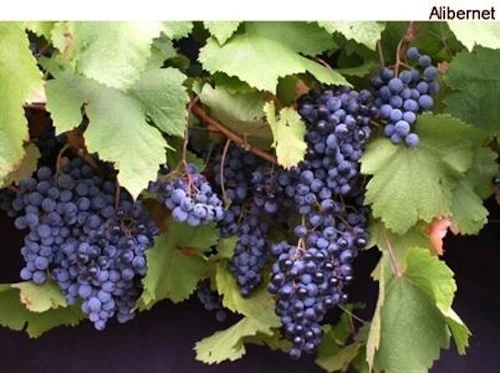 Hardy Blue Grape Cuttings Andre – 10 Dormant Cuttings, Cold Climate Grape Vine, Suitable for USA Canada Scandinavia