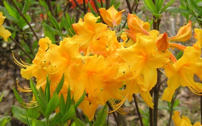 Appalachian Gold Aromi Azalea Starter Plant Deciduous Rhododendron Shrub