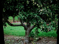 Granny Smith Apple Tree Cuttings Semi Dwarf Set of 12 Live Apple Cuttings for Rooting