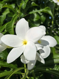White Plumeria Cuttings – 4 Fresh Unrooted Frangipani Cuttings, 8–12 Inch Tropical Flower Plant Starter
