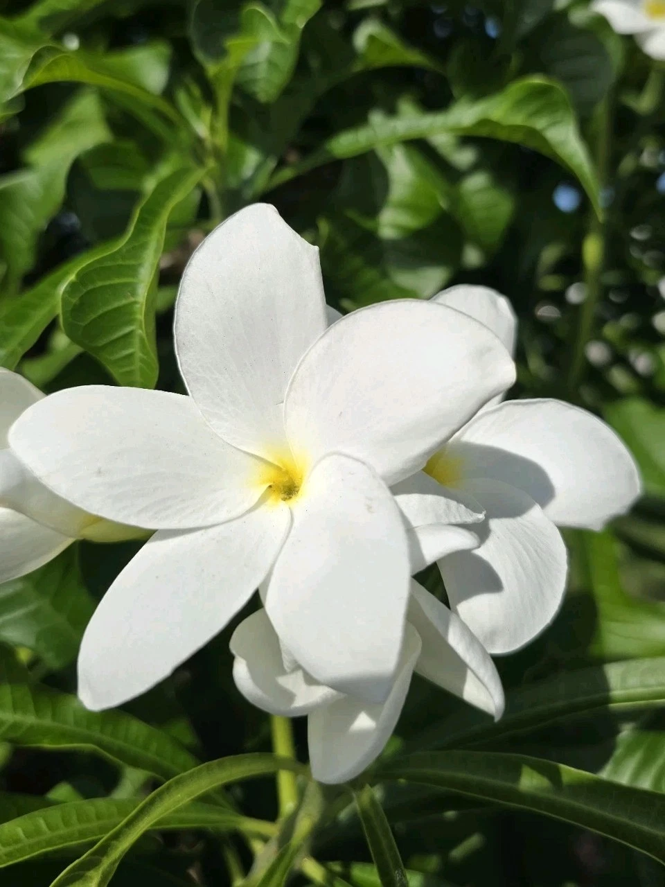 White Plumeria Cuttings – 4 Fresh Unrooted Frangipani Cuttings, 8–12 Inch Tropical Flower Plant Starter