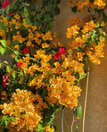 California Gold Bougainvillea Rooted Plants – Set of 2 Live Bougainvillea Vines Shipped Rooted, No Pot