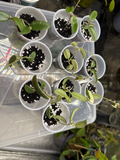 Hoya Lyi Prism Cuttings – Live Variegated Hoya Plant Cuttings in Rooting Process, Rare Indoor Houseplant