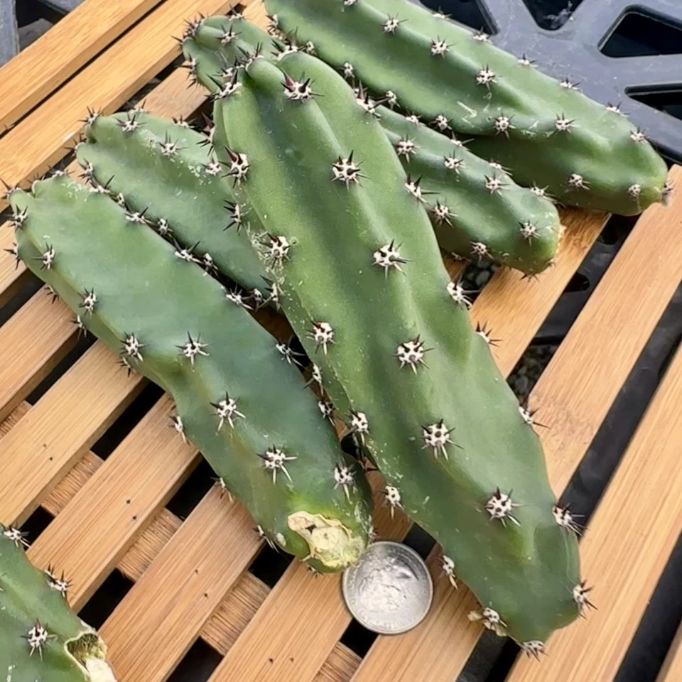 Harrisia Jusbertii Unrooted Cutting – 1 Chunky 6 Inch Queen of the Night Cactus Cutting for Propagation