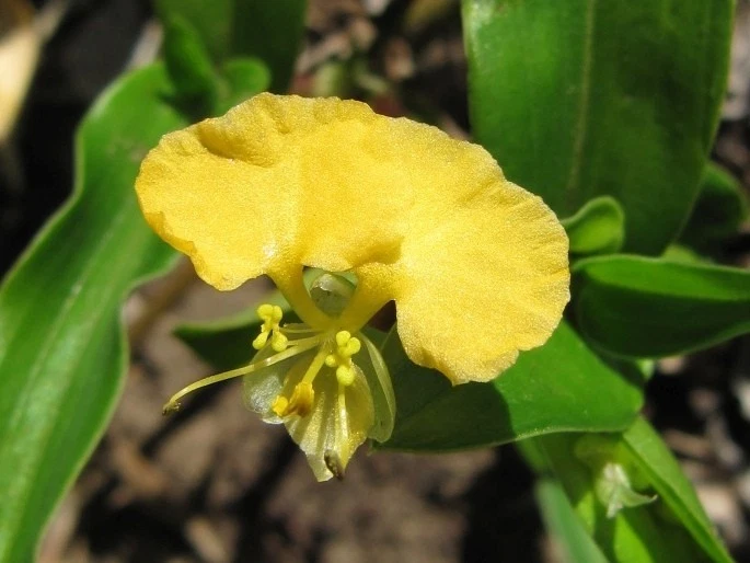 Commelina Africana Cuttings – Yellow Spiderwort House Plant Cuttings, Live Trailing Plant for Indoor Growing