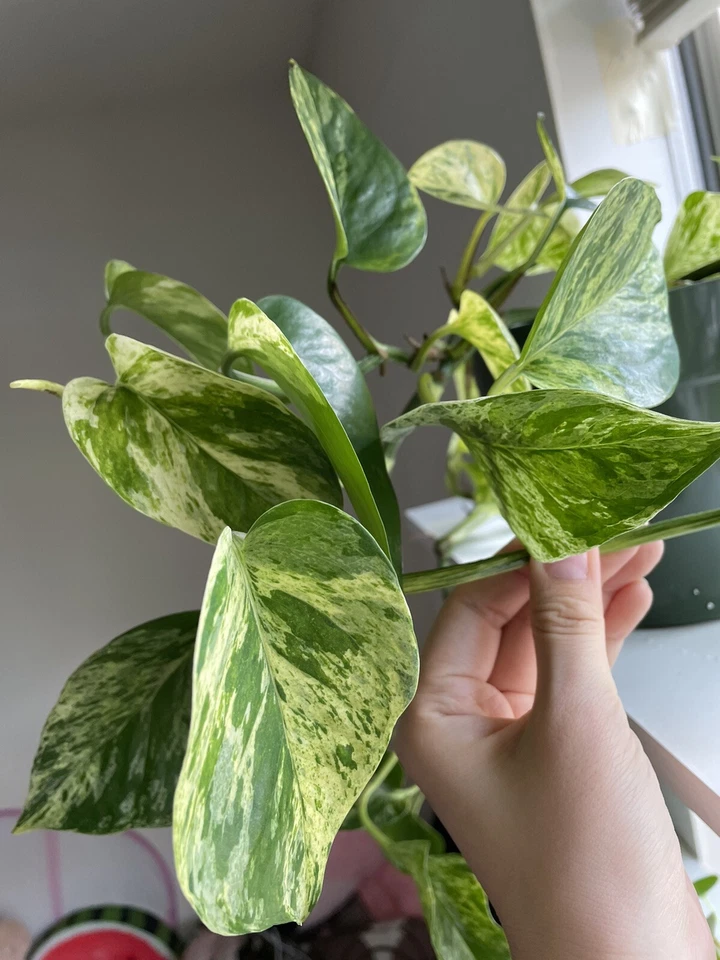 Pothos Cuttings Combo – 6 Indoor Plant Cuttings, Epipremnum Aureum Marble Queen Neon Lemon and Jade Green