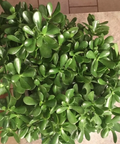 Jade Plant Succulent Cuttings – 3 Unrooted Crassula ovata Green Cuttings 3–5 Inch Sizes for Propagation