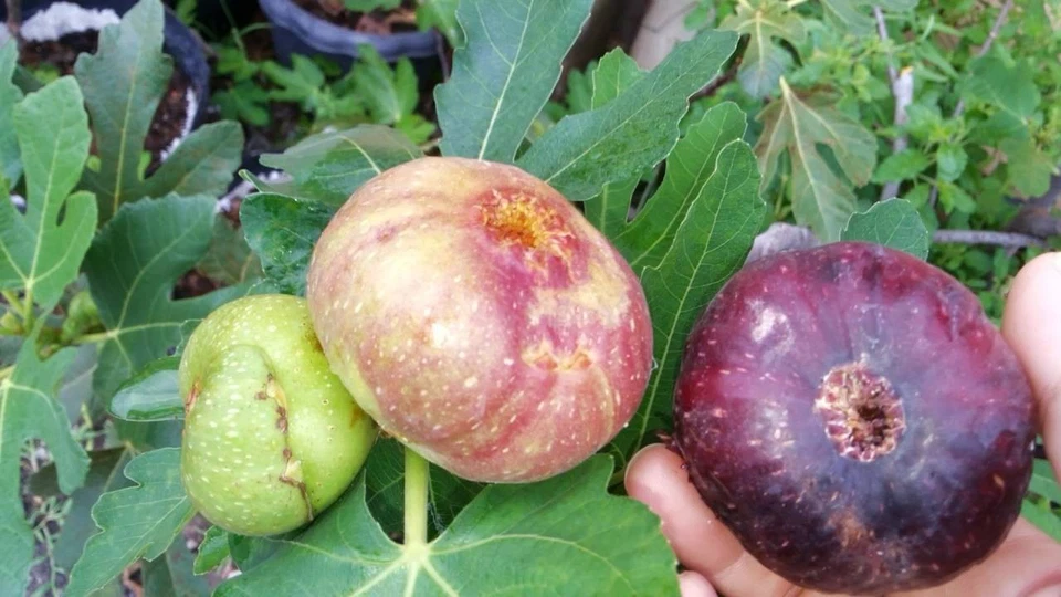 Black Jack Fig Tree Cuttings Live, 3 Unrooted Semi Dwarf Fig Cuttings for Propagation