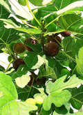 Hardy Chicago Fig Tree Cuttings – 5 Organic Unrooted Cuttings, Ficus carica Cold Hardy Fig for Propagation