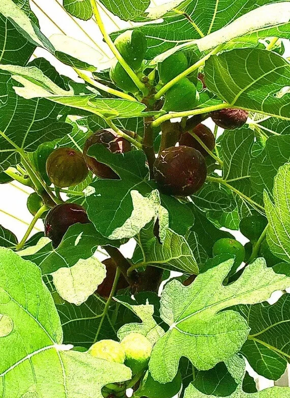 Hardy Chicago Fig Tree Cuttings – 5 Organic Unrooted Cuttings, Ficus carica Cold Hardy Fig for Propagation