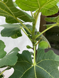 Chicago Hardy Fig Tree Cuttings Set of 3, Fresh Fig Scionwood for Rooting and Propagation Cold Hardy Variety