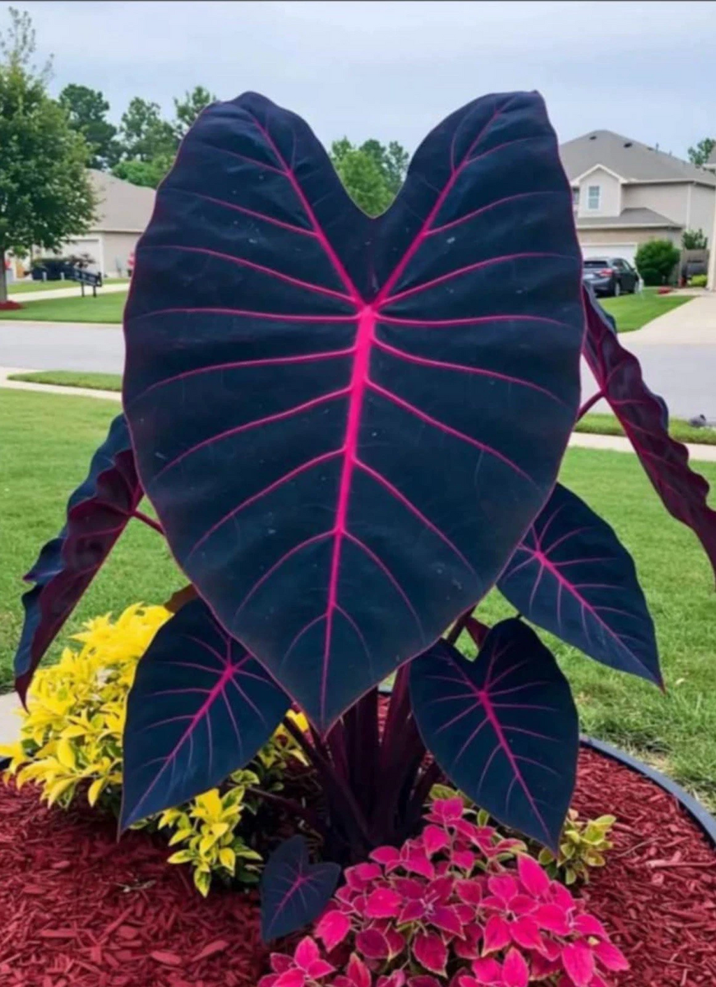 Butterfly Beauty Elephant Ear Rooted Starter Plant – Colocasia esculenta Variegated Foliage Garden Plant