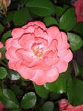 Coral Floribunda Rose Cuttings Rosa Shrub 4 Unrooted Cuttings For Propagation