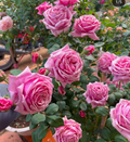 Pink Rose Cuttings – 3 Fresh Unrooted Rosa Cuttings 5–8 Inch Long for Rooting and Propagation