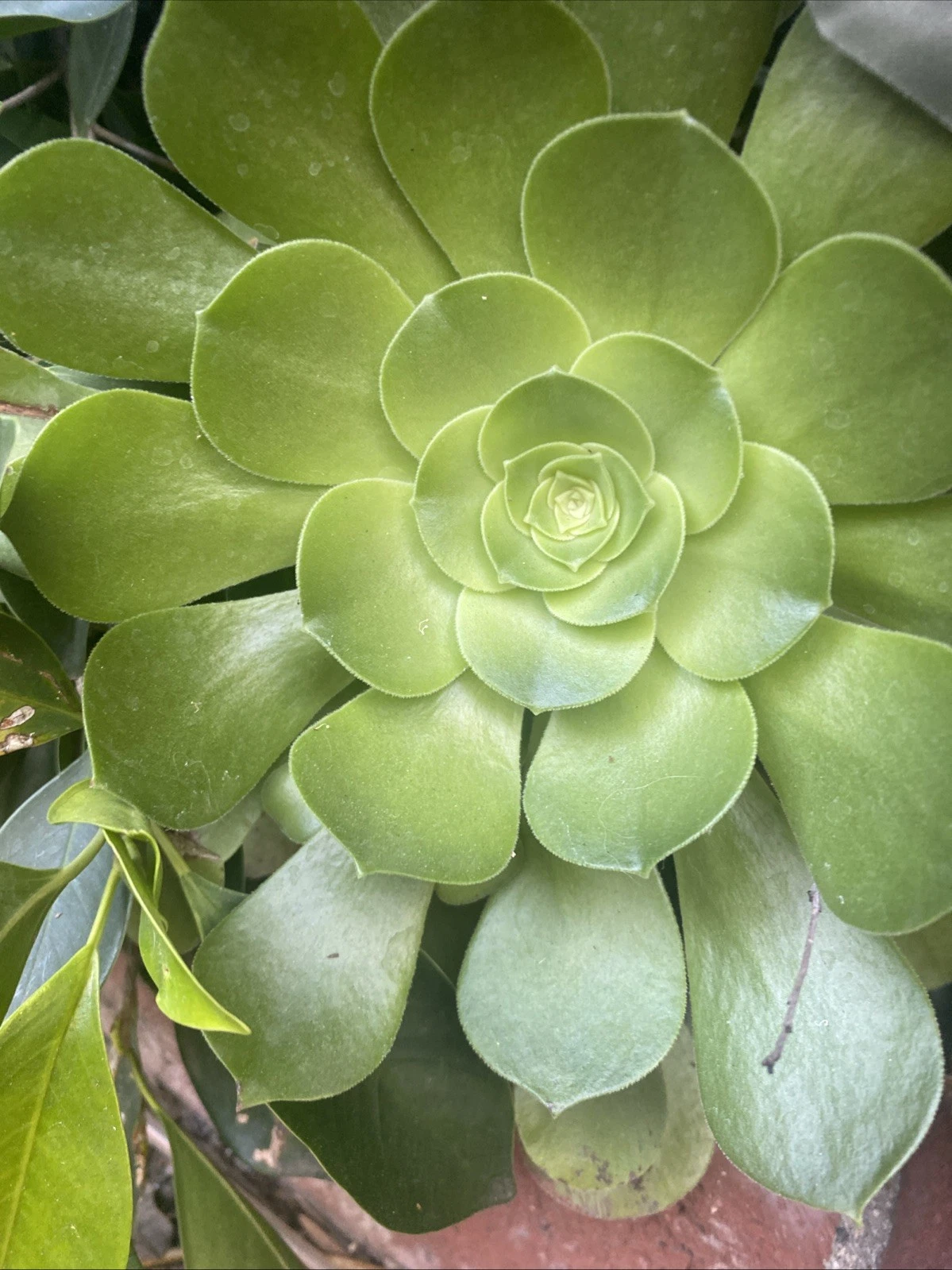 Aeonium Arboreum Succulent Rosette Cuttings Set of 3 Large Rose Succulents 3–10 Inch
