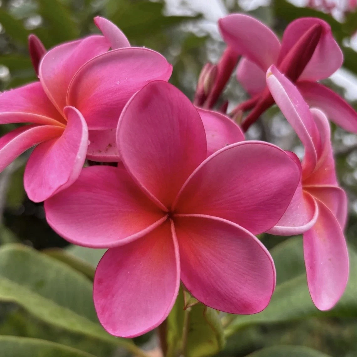 Royal Hawaiian Pink Plumeria Cuttings 8–12 Inch, Frangipani Unrooted Cuttings for Propagation Set of 2