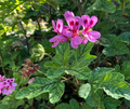 Lavender Pink Pepper Scented Geranium Cuttings – 4 Unrooted Pelargonium Live Plant Cuttings, 6 Inch Fragrant Foliage