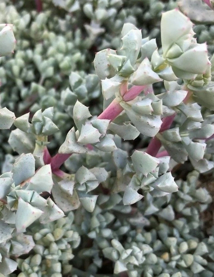 Oscularia Deltoides Cuttings – 3 Deltoid-Leaved Dew Plant Cuttings 4–6 Inch Succulent for Propagation