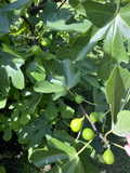 Sicilian White Fig Tree Cuttings – Ficus carica Fresh Unrooted Cuttings from Mature Mother Tree