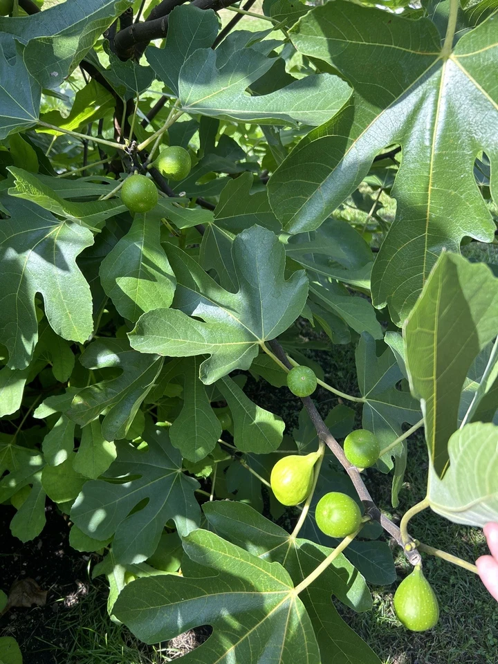 Sicilian White Fig Tree Cuttings – Ficus carica Fresh Unrooted Cuttings from Mature Mother Tree