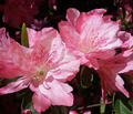 Pink and White Azalea Cuttings Set of 7 Unrooted Pieces for Rooting or Grafting Ornamental Shrub