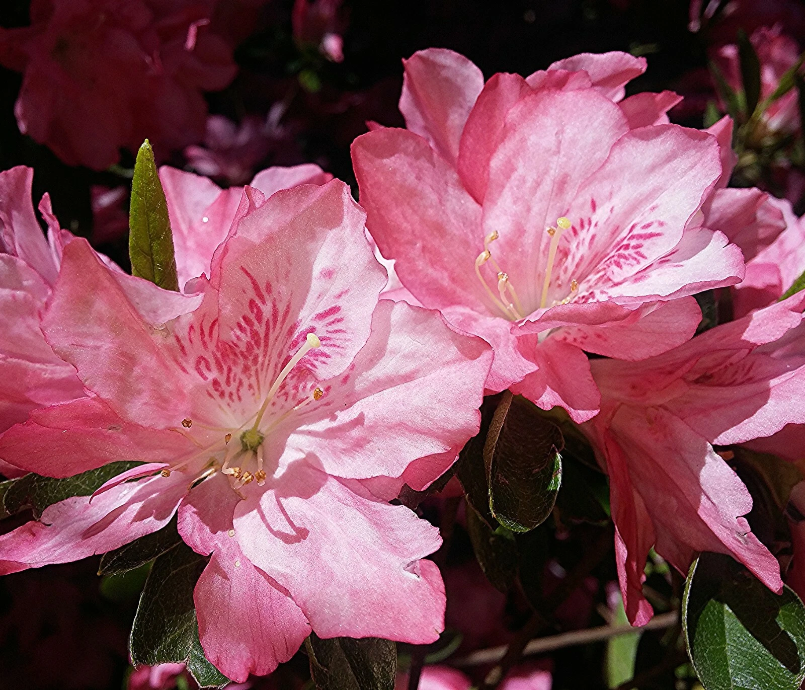 Pink and White Azalea Cuttings Set of 7 Unrooted Pieces for Rooting or Grafting Ornamental Shrub