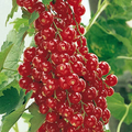 Red Lake Currant Rooted Cuttings Ribes Rubrum Hardy Fruit Shrub for Garden Planting