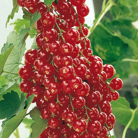 Red Lake Currant Rooted Cuttings Ribes Rubrum Hardy Fruit Shrub for Garden Planting
