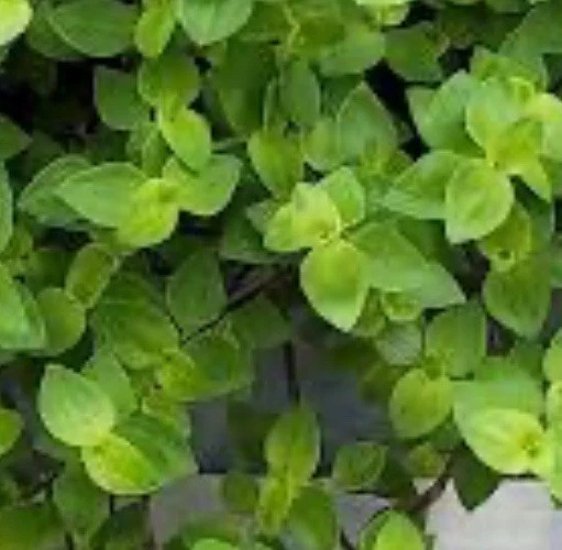 Dwarf Bolivian Wandering Jew Cuttings – 50 Fresh Unrooted Tradescantia Repens Cuttings for Propagation
