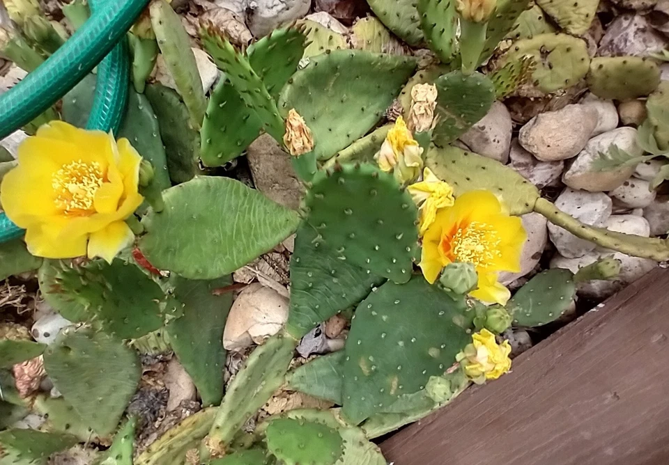 Prickly Pear Cactus Pads – 9 Live Opuntia Pads, Yellow Flower Cactus, Cold Hardy Outdoor Cacti