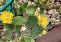 Prickly Pear Cactus Pads – 9 Live Opuntia Pads, Yellow Flower Cactus, Cold Hardy Outdoor Cacti