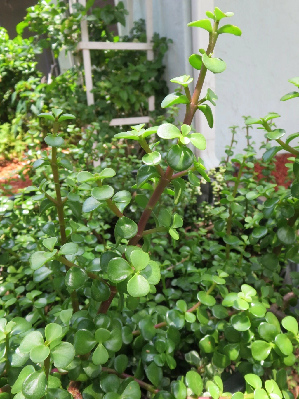 Portulacaria Afra Elephant Bush Succulent Cuttings – 10 Live Unrooted Succulent Cuttings for Propagation