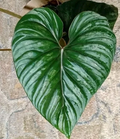 Philodendron plowmanii Unrooted Cutting – Grower’s Choice Tropical Aroid Cutting for Indoor Plant Propagation