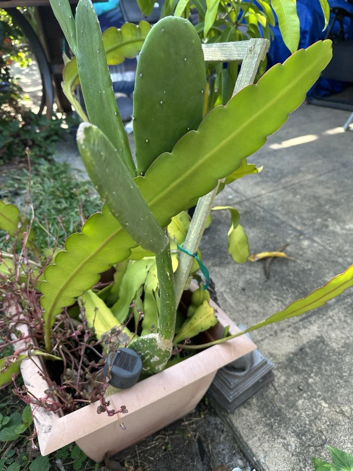 Elberta Peach Tree Cuttings – 10 Fresh Unrooted Cuttings 6–8 Inches, Prunus Persica, Fruit Tree Propagation