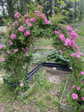 Peggy Martin Rose Cuttings – 10 Unrooted Pink Rose Cuttings 10 Inch Long, Rosa Climbing Shrub for Propagation