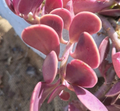 Trailing Jade Succulent Cuttings – 3 Unrooted Senecio Jacobsenii Cuttings, Cascading Green Succulent for Propagation