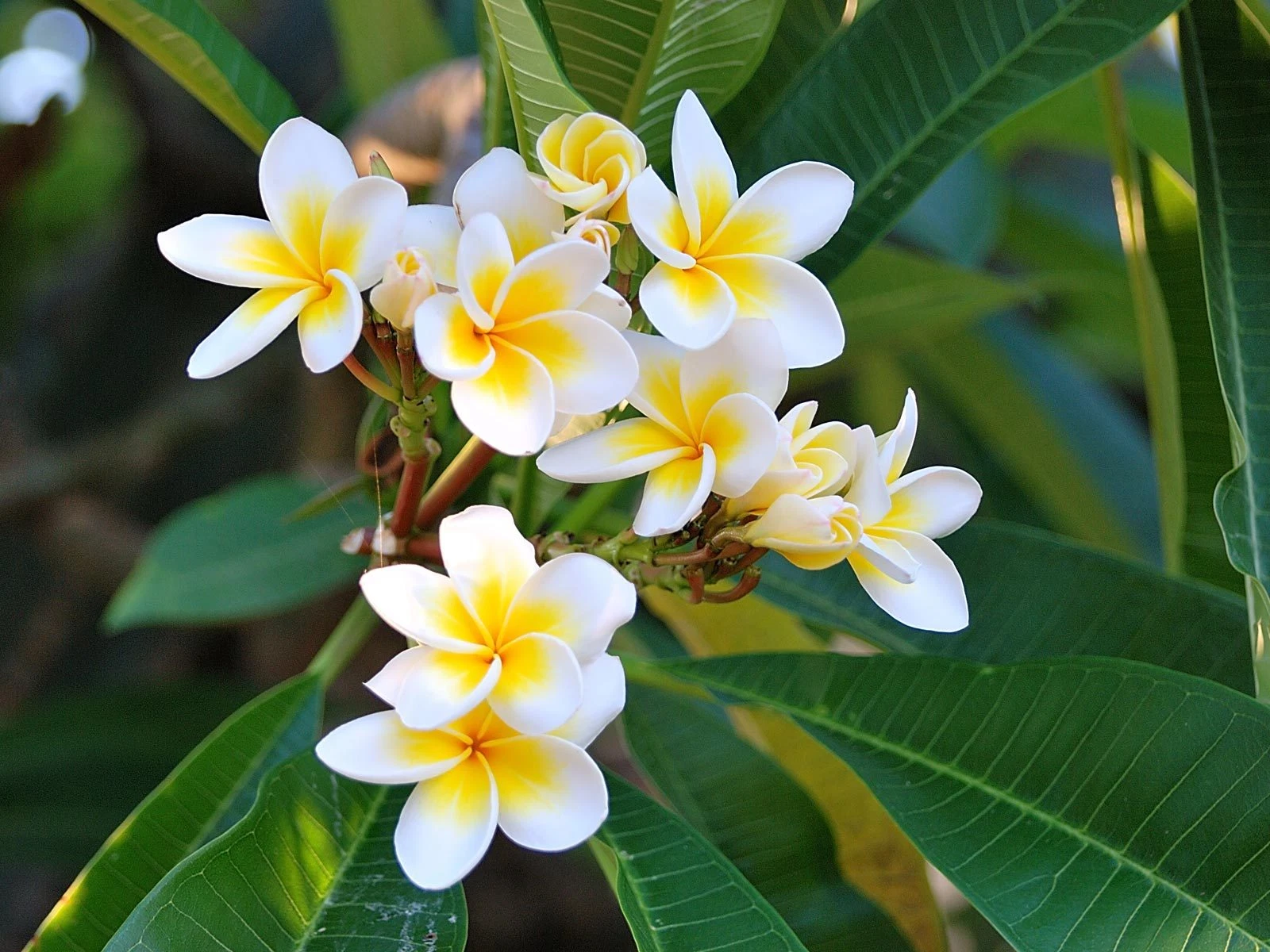 Plumeria Celadine Cutting – 17–19 Inch Multi-Tip Frangipani Cutting with Plumeria Seeds for Planting