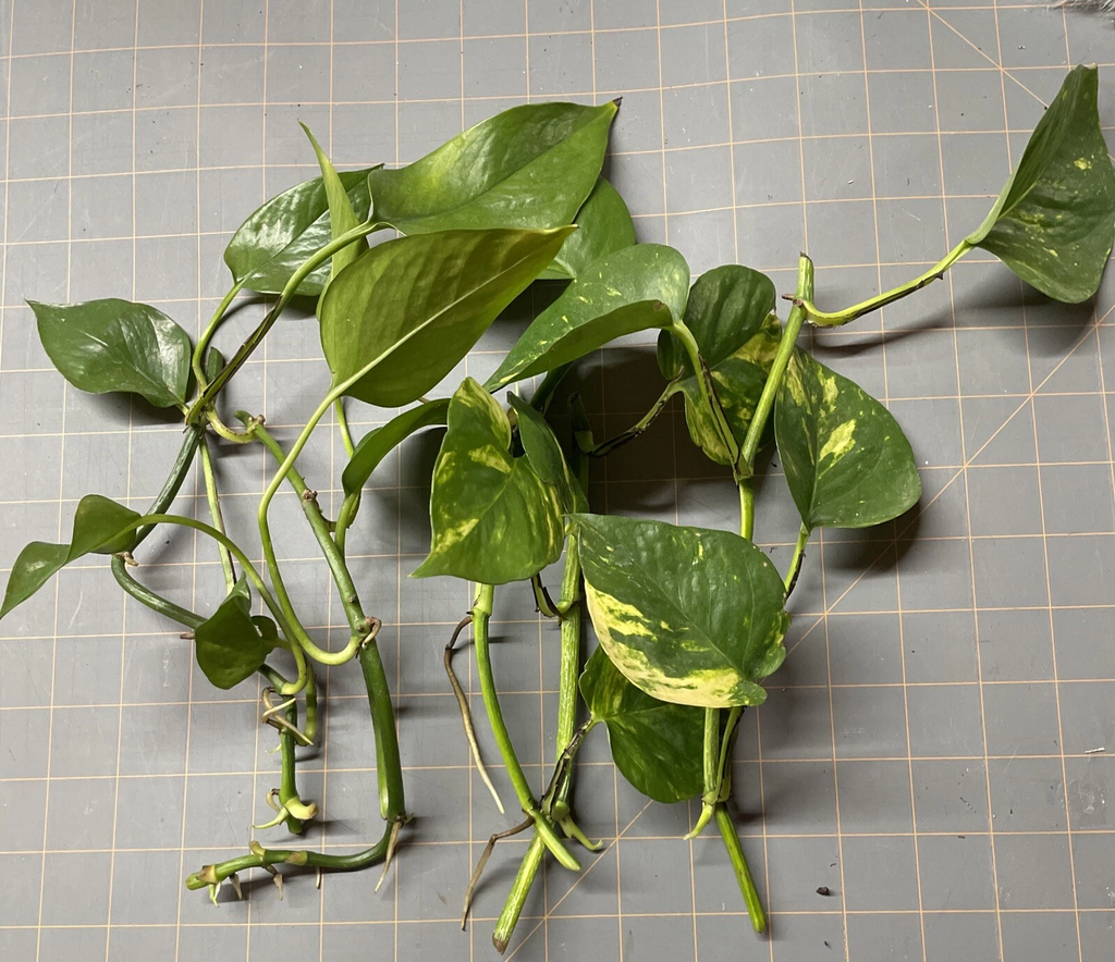 Golden Pothos Rooted Cuttings Set of 5 Live Epipremnum Aureum Houseplant for Indoor Growing