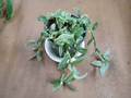 Tradescantia Albovittata Sanna Plant Cuttings Continental Group Variegated Indoor Trailing Houseplant Starter