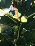 Bordissot Blanca Rimada Fig Tree Cuttings Unrooted, Ficus Carica Scions for Propagation and Grafting Set of 6