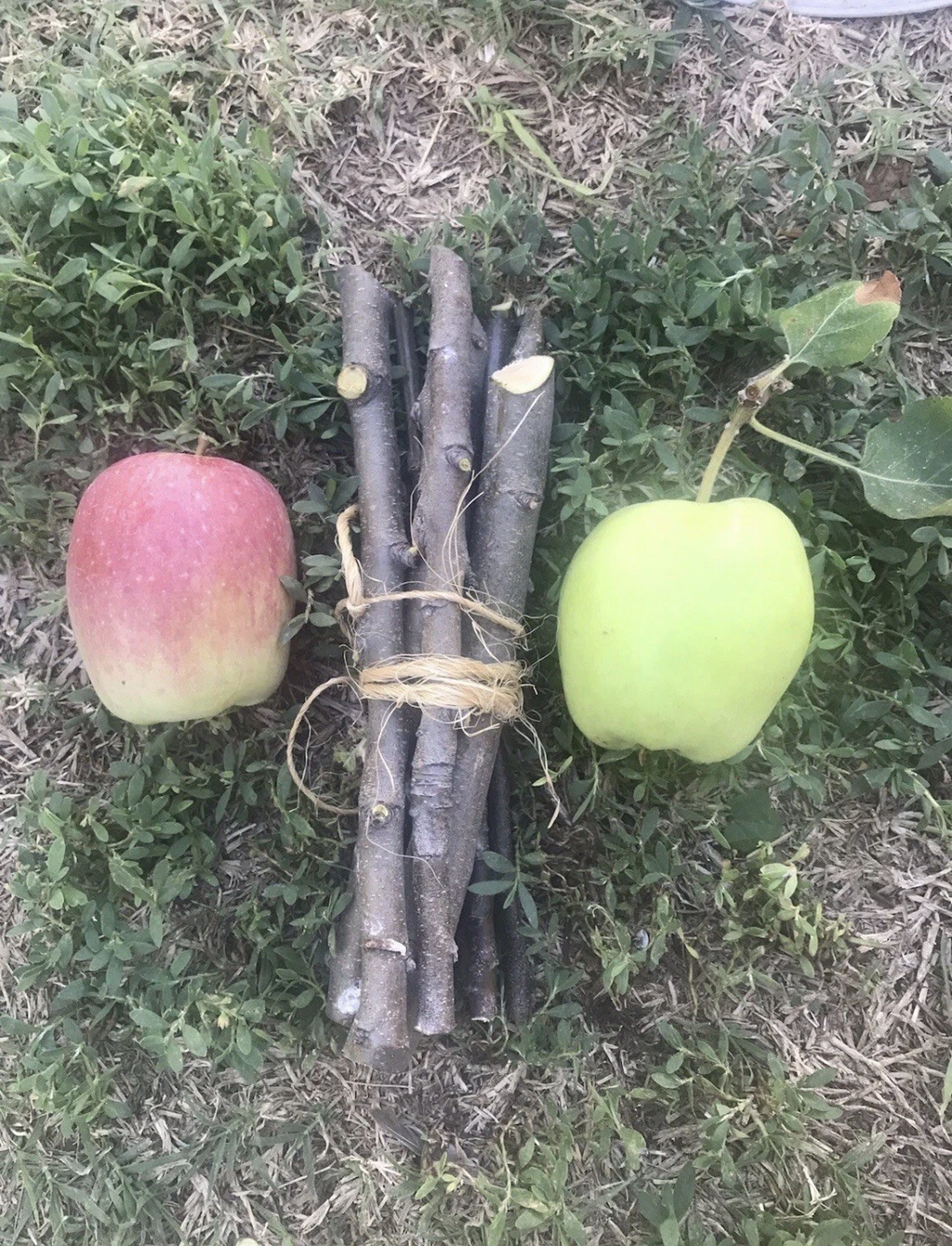 Apple Tree Cuttings Set of 3 Fresh Organic Unrooted Live Branches for Grafting or Propagation
