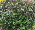 Dwarf Bolivian Wandering Jew Cuttings Callisia repens, Tradescantia Minima Trailing Houseplant Set of 10