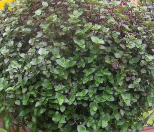 Dwarf Bolivian Wandering Jew Cuttings Callisia repens, Tradescantia Minima Trailing Houseplant Set of 10