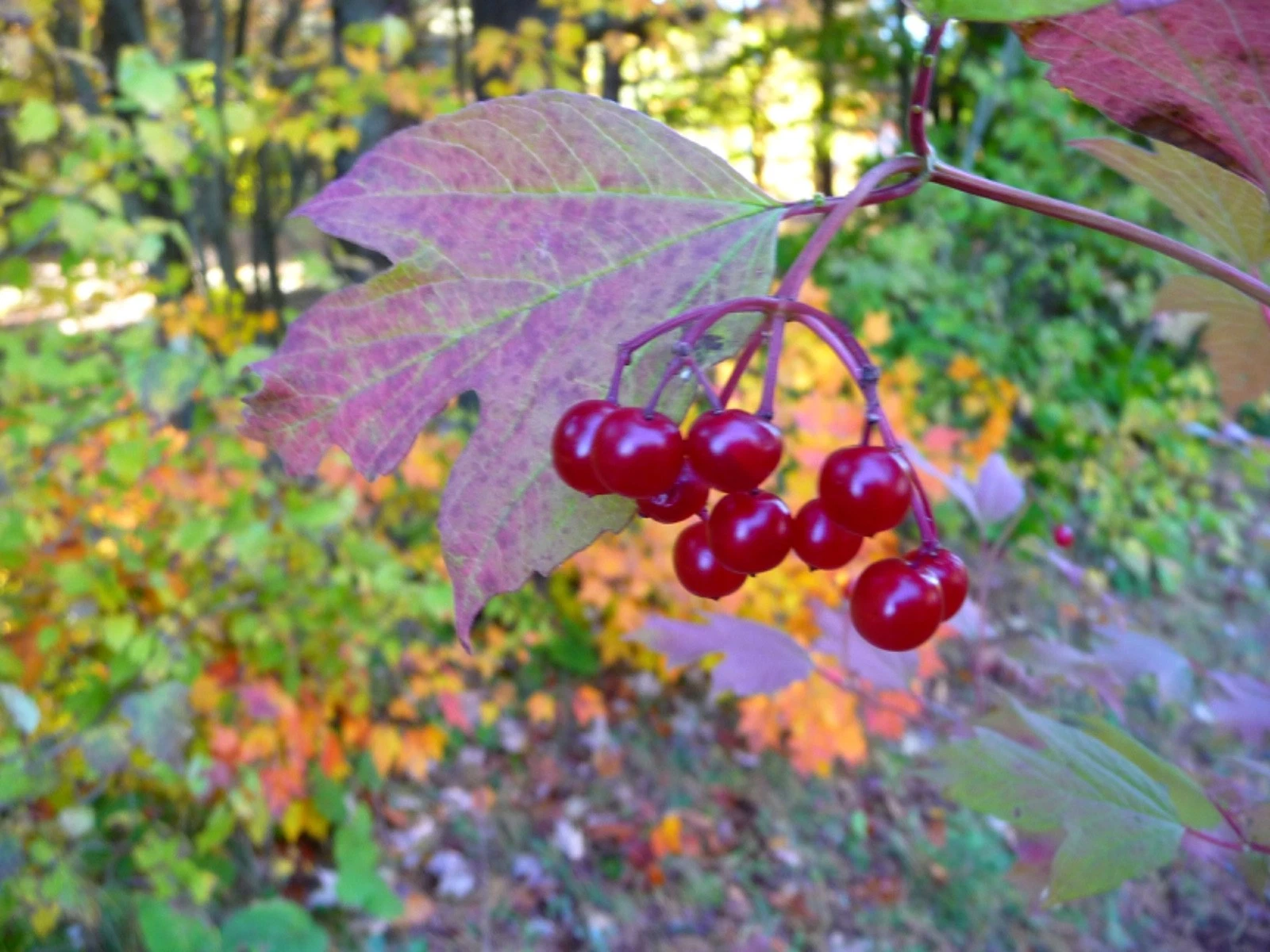 Highbush Cranberry Cuttings – 5 Unrooted Viburnum trilobum 8 Inch Cuttings for Propagation, Outdoor Shrub