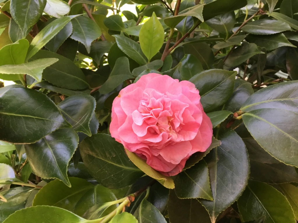 Camellia Pink Ruffle Cuttings Set of 10 Unrooted Pieces Ornamental Shrub with Large Blooms