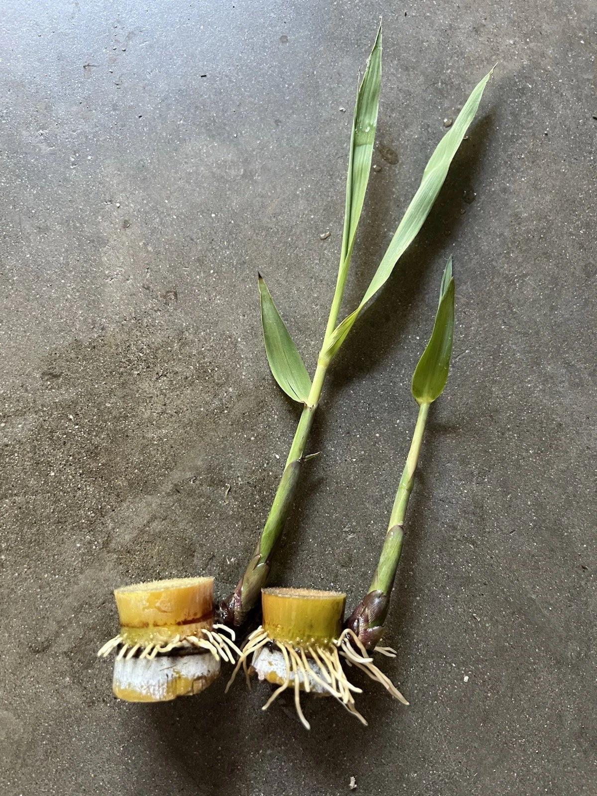 Sugarcane Rooted Cuttings – 2 Live Sprouted Saccharum Officinarum Plants for Tropical Garden Growing